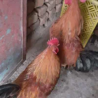 دو عدد خروس محلی