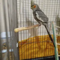 عروس هلندی نر
