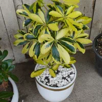 گل گیاه|خدمات باغبانی و درختکاری|نیشابور, پنجراه|دیوار