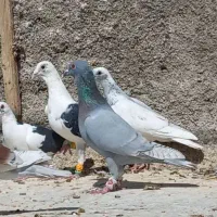 کفتر نر پرشی|پرنده|شیراز, حومه شیراز|دیوار