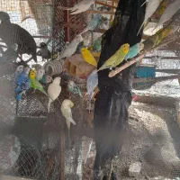 ۱۵ جفت مرغ عشق جوانه