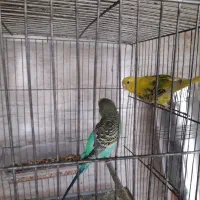 دوجفت مرغ عشق سروحال|پرنده|قدس, شهرقدس|دیوار