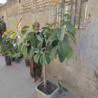 ۲۰  نوع گل اپاراتمانی بزرگ