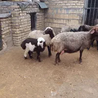 میش و بره|حیوانات مزرعه|الشتر, |دیوار