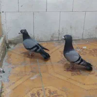 ۱۵ جفت نر ماده