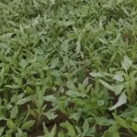 شتل گوجه‌فرنگی
