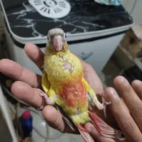 بوشهرعالیشهر|پرنده|بوشهر, |دیوار