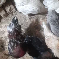 تخم مرغ|حیوانات مزرعه|قم, تعویض پلاک|دیوار