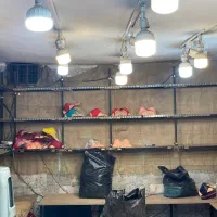 قفسه و رگال فروشی|کتابخانه، شلف، قفسه‌های دیواری|تهران, بازار|دیوار