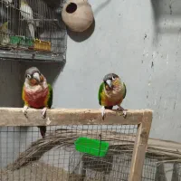 فروش گرینچیک نر|پرنده|سراوان, |دیوار