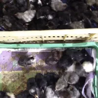 فروش جوجه محلی