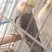 عروس هلندی و ...