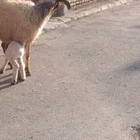 گوسفند عراقی دوعددمطفل برهاشون نر جفتی 430/000/000|حیوانات مزرعه|اهواز, منازل کارون|دیوار