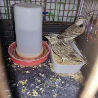 سهره خاکی و رسمی و فنچ کرواتی