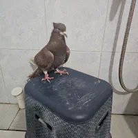 دمگیر سرخ کاکلی|پرنده|خمینی‌شهر, |دیوار