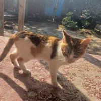 واگذاری کاملا رایگان گربه|گربه|کوچصفهان, |دیوار