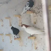 عشق بازای عزیزم رنگه بازها|پرنده|مشهد, کشف|دیوار