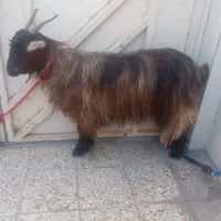 قصاب سیار