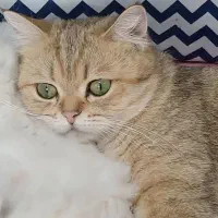 گمشده