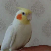 عروس هلندی لوتینو