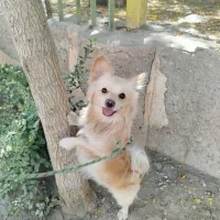 سک پامراین|سگ|تهران, جلیلی|دیوار