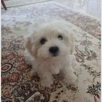 این طوله سگ گم شده است