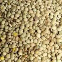 غدس ریز و دررشت