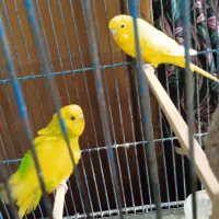 مرغ عشق ماده و نر