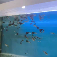 انواع ماهی آکواریومی با قیمت مناسب|ماهی|قائم‌شهر, |دیوار