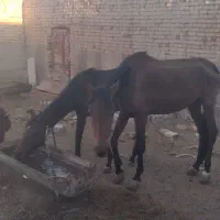 فروش اسب و کره به شرط سواری|اسب و تجهیزات اسب‌سواری|دهق, |دیوار