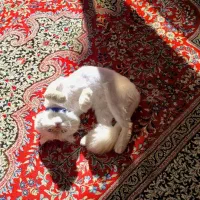 گربه ردپوینت نر|گربه|زبرخان, |دیوار