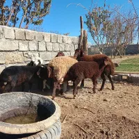 میش وبره|حیوانات مزرعه|تربت جام, جلگه موسی آباد|دیوار