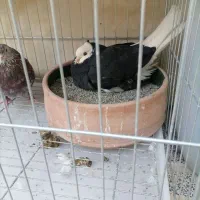 کفتر شازده سرور نر|پرنده|پاکدشت, خاتون آباد|دیوار