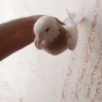 ماده طوق زرد