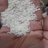 برنج لاشه هاشمی
