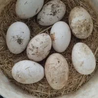 تخم غاز نطفه دار تازه