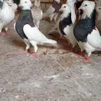 کبوتر رنگی فقط نر درشادگان