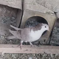 دمگیر دولا|پرنده|خمینی‌شهر, |دیوار