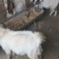 سلام دوستان گرامی|حیوانات مزرعه|تایباد, |دیوار