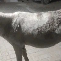 الاغ ماده جوان مخصوص گله|حیوانات مزرعه|الیگودرز, |دیوار