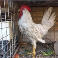 خروس سفید درشت