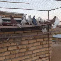 کبوتر|پرنده|ساروق, |دیوار