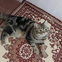 گربه میکس اسکاتیش پرشین