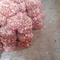 پیازمحلی درجه یک شناط