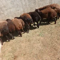 بره|حیوانات مزرعه|هشتگرد, تهران دشت|دیوار