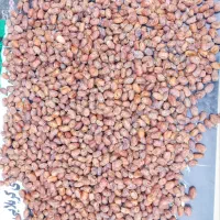 قصب|خوردنی و آشامیدنی|برازجان, |دیوار