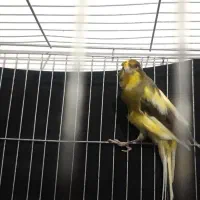 قناری نر ابلق با قفس ۱۰۰۰۰|پرنده|رباطکریم, نصیرشهر|دیوار