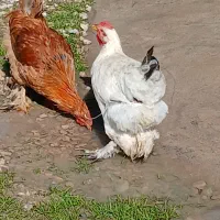 خروس پاپر دیلگونی