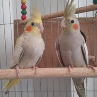 عروس هلندی