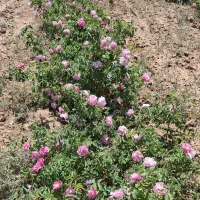 فروش نهال گل محمدی کاشان نژاد اردهالی|خدمات باغبانی و درختکاری|کاشان, فاز ۲ ناجی آباد|دیوار